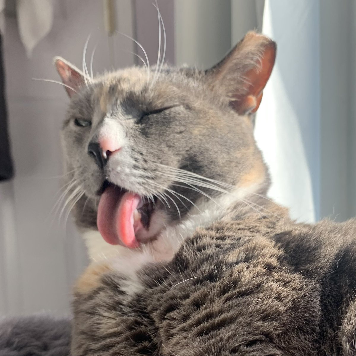 cats being weird little guys 👅 tweet media