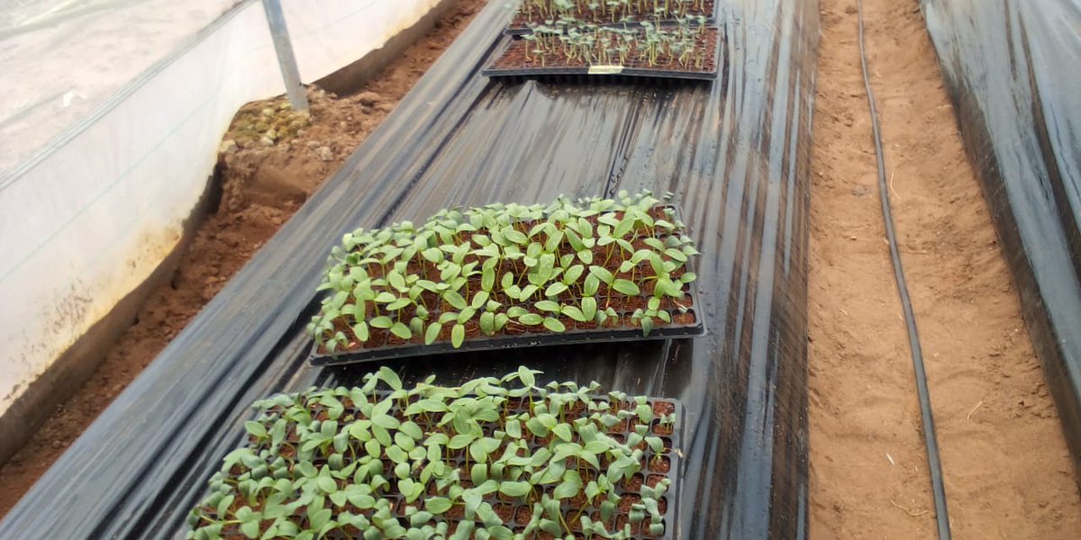 Solidaridad_wa's tweet photo. Twenty-five smallholder farmers including 10 women in the Sauron Lemu community in Nigeria, have received vegetable seedlings (tomatoes, cabbage and okra) from @Solidaridad to begin home gardening under the #SDGP project funded by @NLNetherlands. https://t.co/XqFrBHaOPr