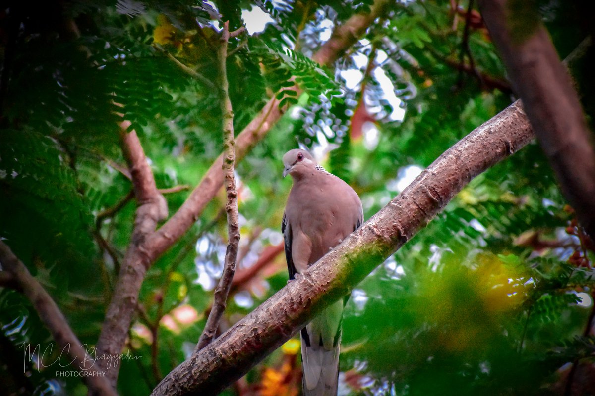 Red-eyed Dove.. #Nikon #nikonphotography #birds #NaturePhotography #evening #photooftheday #nikond3400 #lightroom #Hobby #summer #naturelovers #Hyderabad #photographer #AdipurushBookings #AdipurushOnJune16th #VarahiVijayaYatra #Prabhas #RETWEEETMEPLEASE #Like #commentnow