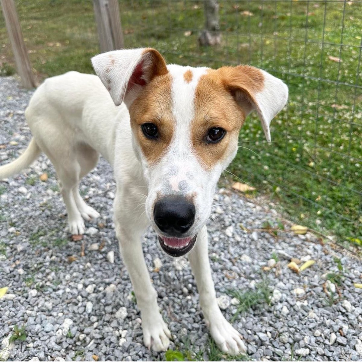 ADOPT: Joy!
At just 7 months old, this sweet little girl sure would love to be adopted into a family with another pup to help her come out of her shell. What a sweetheart! Contact <a href="/newleashonline/">New Leash On Life 🐾</a> if you’re interested in meeting her! ✌️❤️🐶 #tinybutmighty