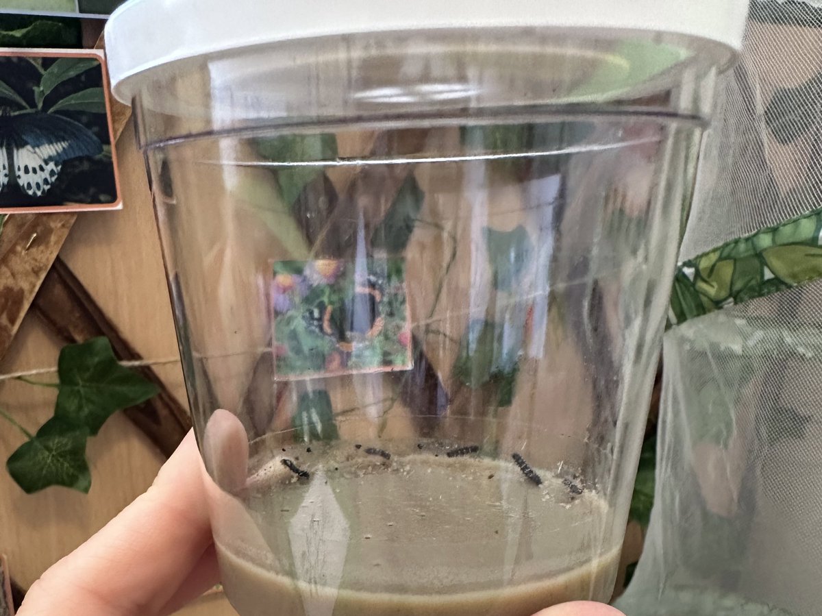 stjosephskly's tweet photo. Some new friends have arrived in Apple Class this morning! 🐛We are super excited to see them grow and transform! 🦋 #SJKScience #AppleClass https://t.co/h1Vv3ENVQE