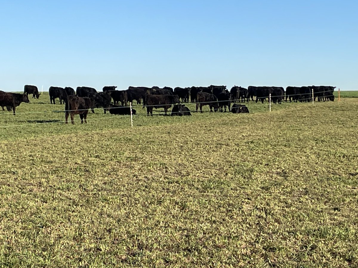 Alejandro La Manna tweet media