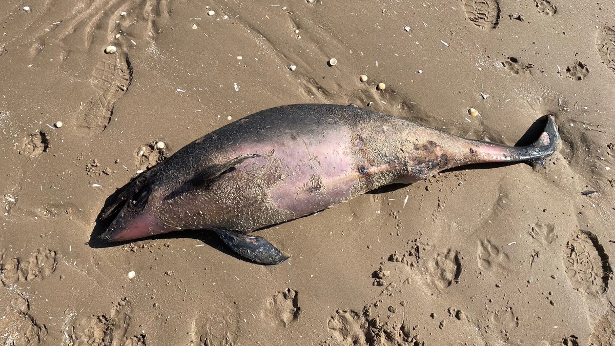 @LeroySkeete One day later 14/6/23 and 30 miles south a dead porpoise found on Leasowe Beach, Wirral 

We need to nationalise the water utilities without compensation.  This is Ecocide.