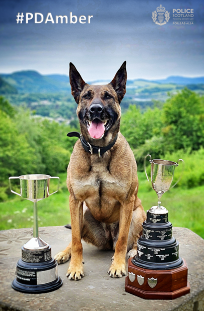 PSOSDogs's tweet image. If you're a criminal in Tayside/Perth, be warned that the @PoliceDogTrials award-winning combination of #PDAmber &amp;amp; #S395 may be looking for you. Just as the suspect in a robbery in Perth today found out when PD Amber located vital evidence for the enquiry team. 

#TheNoseKnows