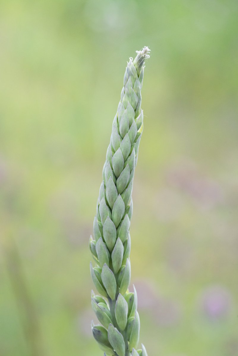 adrian_handzel's tweet photo. | Lofty Plant |
June 2023 https://t.co/fWCqnvCdwE