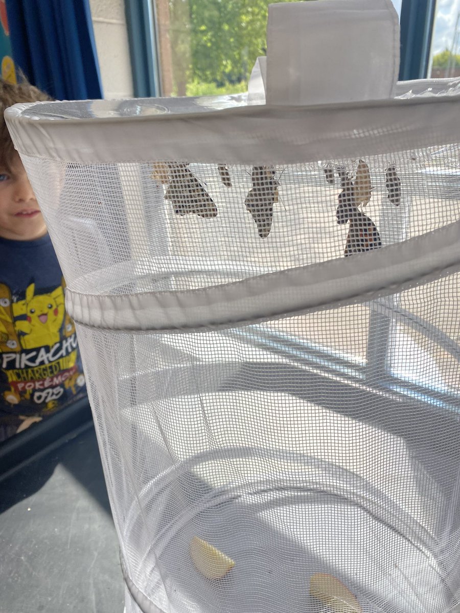 Jean Little Dragons tweet media