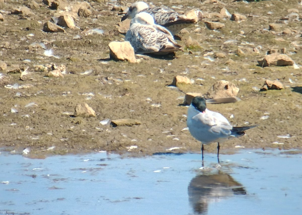 Caspian Tern at Castle Lake, Bishop Middleham. Fast asleep @teesbirds1 @DurhamBirdClub @nybirdnews