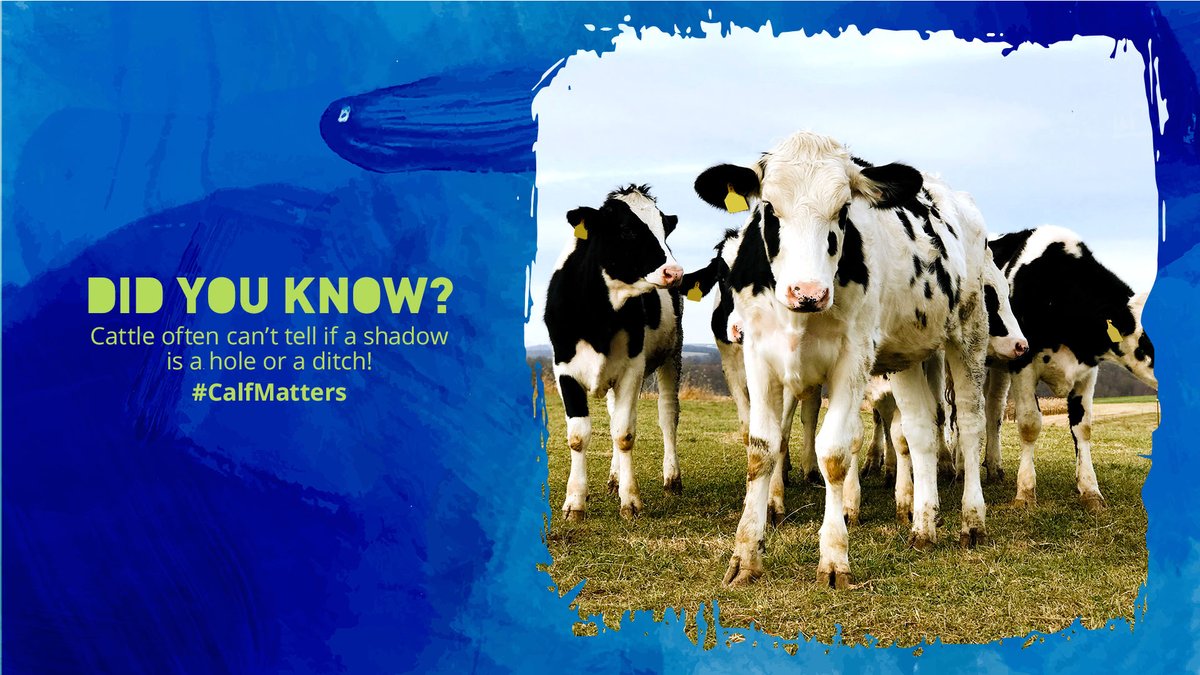 CALFMATTERS tweet media