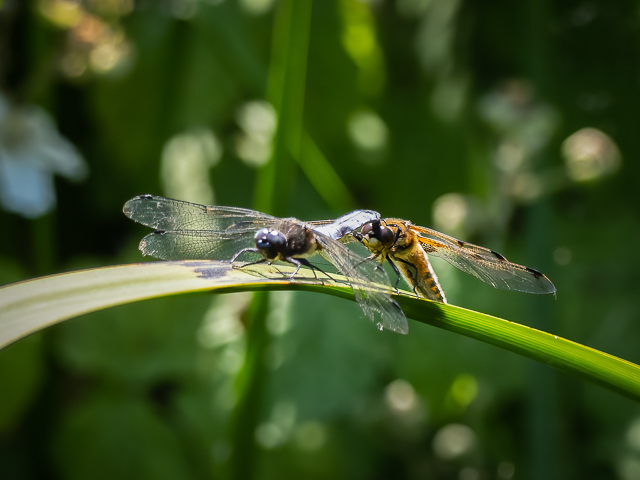 TerryLaws99's tweet photo. Not seen this before, a Four-spotted Chaser in tandem with a male Scarce Chaser at New Hythe, Kent this morning. https://t.co/tGwj6Xl9D4