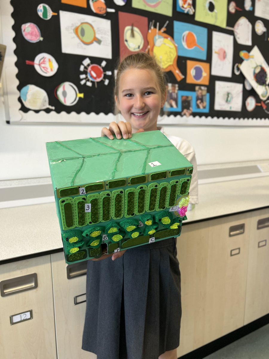 PersePrep's tweet photo. Y5 created 3D models of internal leaf structures… we think they’re cuticle! 🌿 #Sciencepun https://t.co/XffXkUnoWY