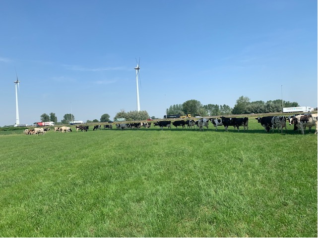 In Berlare genieten de koeien op deze warme zomerse dagen van de schaduw van onze <a href="/WaseWind/">Wase Wind</a> turbine.