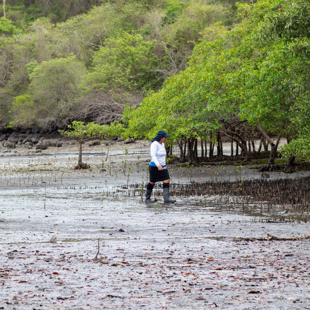 gonewestsocial's tweet photo. Gone West and #MUDECOOP in their mission to restore Costa Rica's mangrove forests and #empower women in local communities! In a symbolic gesture, we planted 100 red #mangrovetrees with seven women from MUDECOOP last week. What a pleasure 🙏
#GoneWest #CostaRica https://t.co/fByHEls6Oj
