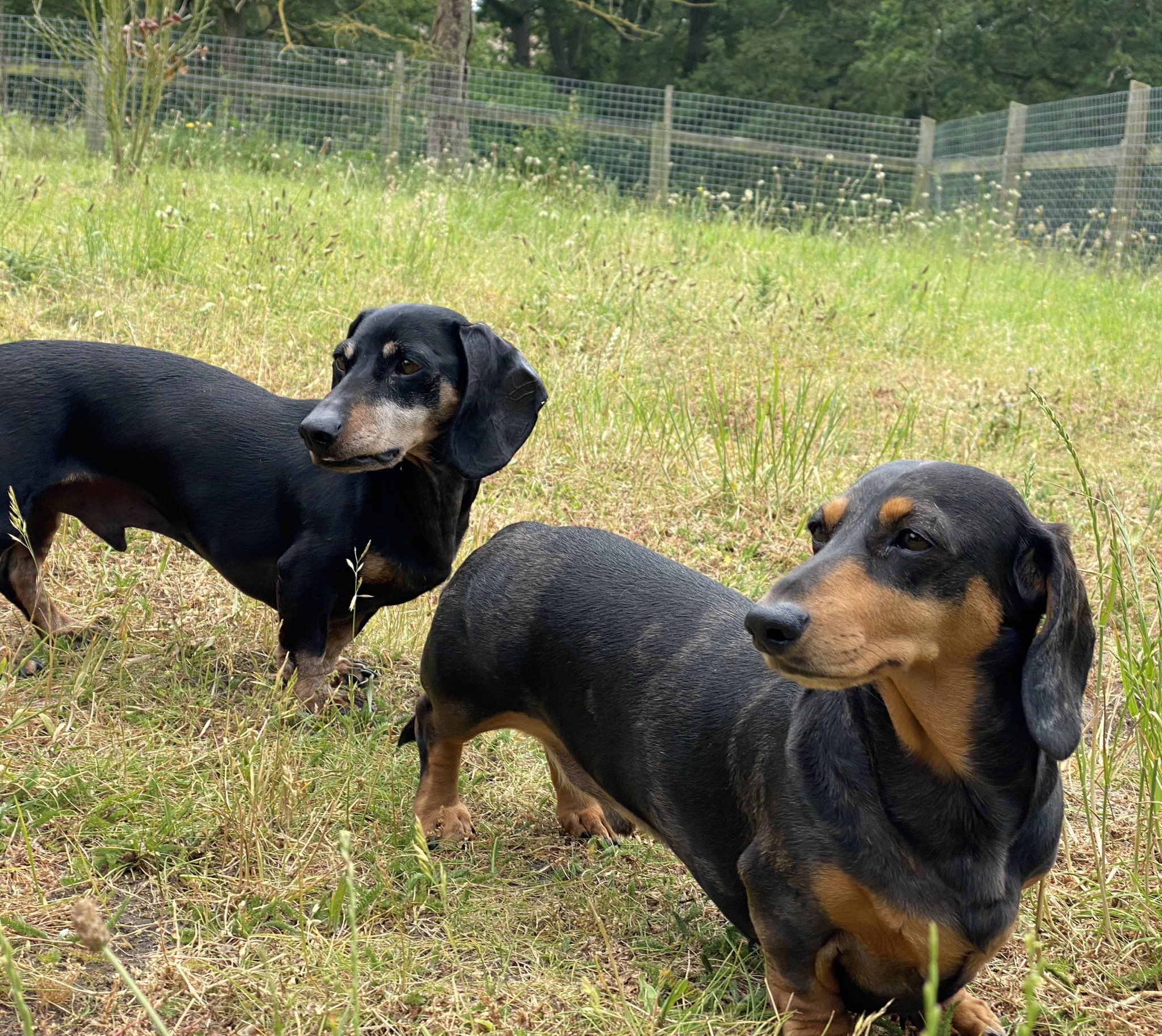 Kjs miniature dachshunds sale