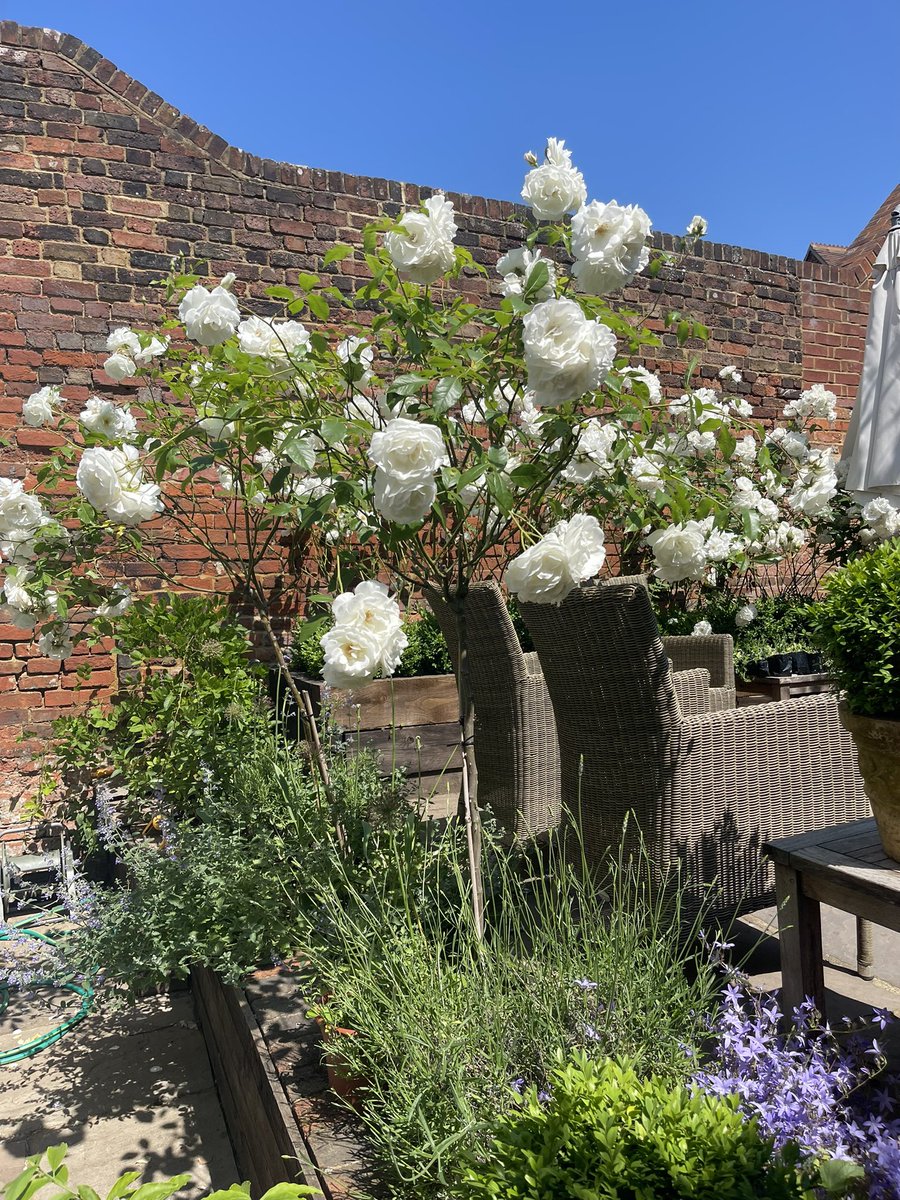 Trish Barry-Relph tweet media