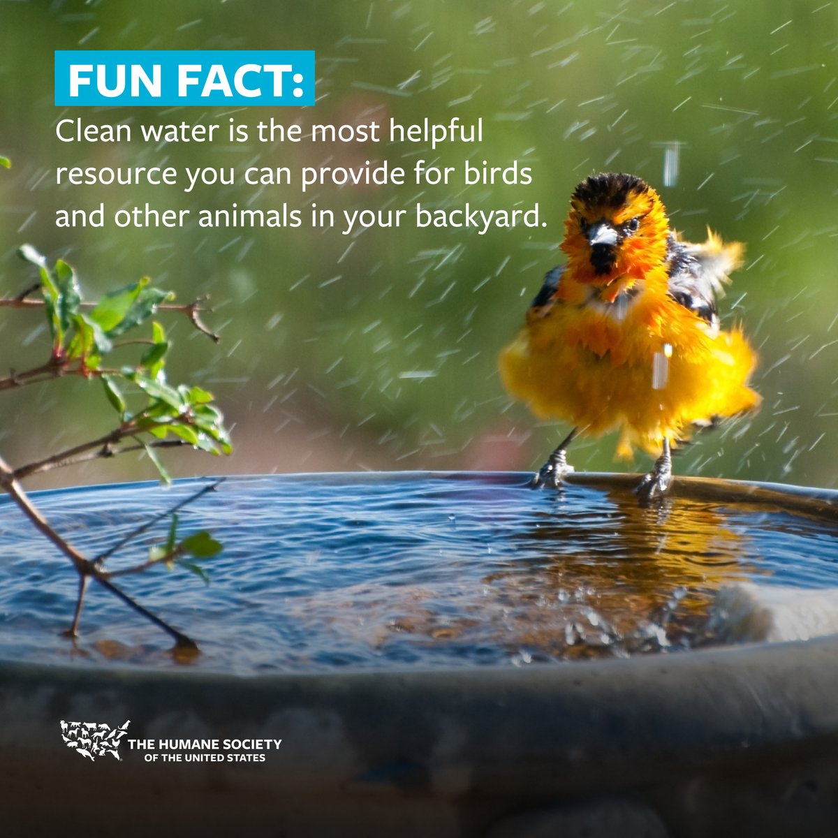 One of the best ways to enjoy wildlife in the comfort of your home is by watching the birds who visit your backyard. 🐦⛲

Find more backyard bird-feeding tips here: hsus.link/x954ky