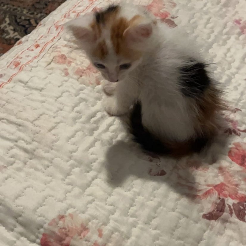gebrarr's tweet photo. smol tarçın 🤒🤒 https://t.co/GOo8CEX9pE