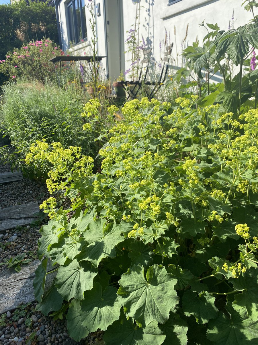 Garden Lady’s-mantle Alcemilla mollis is an attractive garden plant native to the Carpathians where it is uncommon. In Britain it has become super abundant since it was first recorded in the wild in 1948. Why is it a problem? A thread 1/7