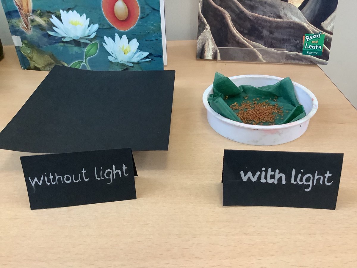 In science we have set up an investigation to see if seeds need light to germinate. Ask us how we made it a “fair test” 🌱🌱🌱