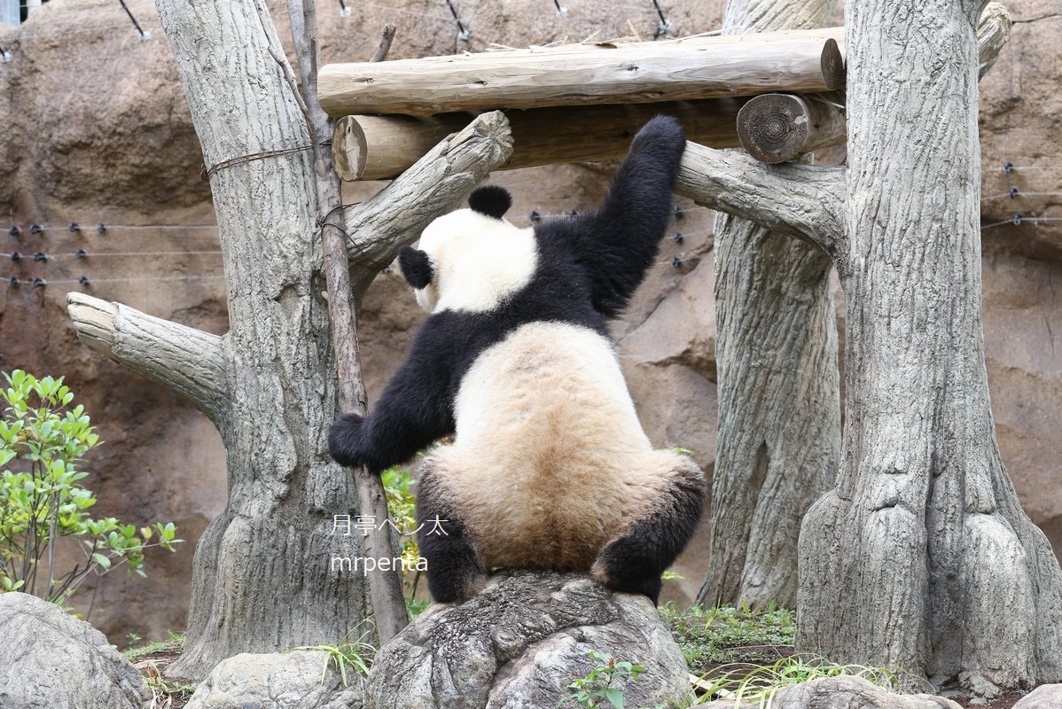 #レイレイ 2023.06.14 #上野動物園