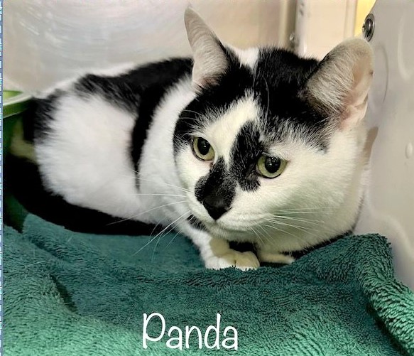 🙏🏾PLZ KEEP SHARING
💗SWEET 2YO WHITE & BLACK COW🐄KITTY 'PANDA'💗
😿💔STRAY WITH IDENTIFICATION
🔊STILL NEEDS #ADOPTION OR #RESCUE🚗
💠ID 644599 Cage 626 facebook.com/photo/?fbid=61…
🙏🏾#ADOPT #PLEDGE #SAVEALIFE #AdoptDontShop
#MARIETTA #GA @cobbkitties #CAT 
#CatsofTwitter #RescueMe