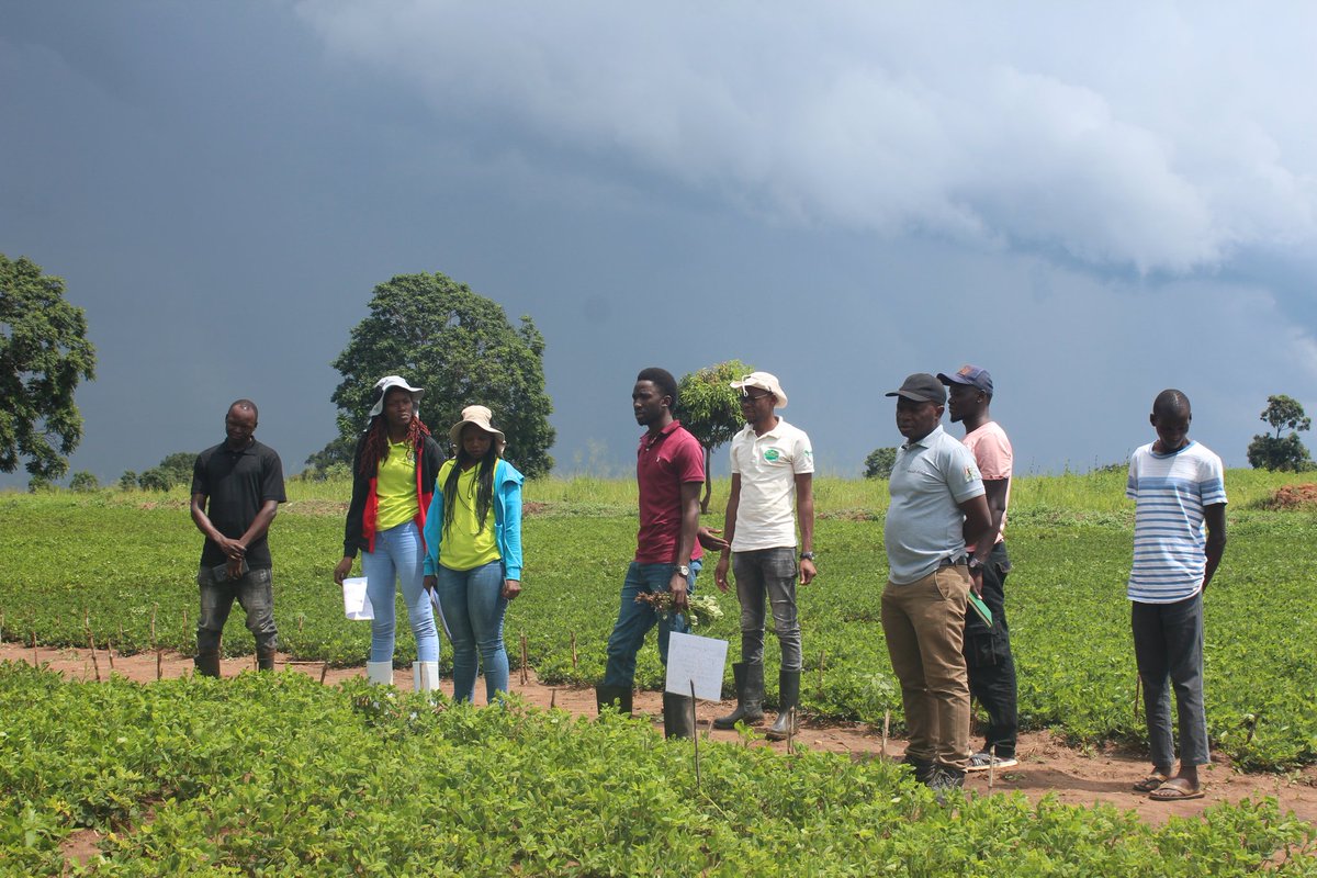 Team from @MAAIF_Uganda Secretariat conducted  NSCS at NPT sites to inform the National Variety Release Committee on the value for Cultivation and Use (VCU) of our 03 candidate groundnut varieties. @FtFPeanutLab @narouganda @AvisaProject @CIMMYT @UGA_CollegeofAg