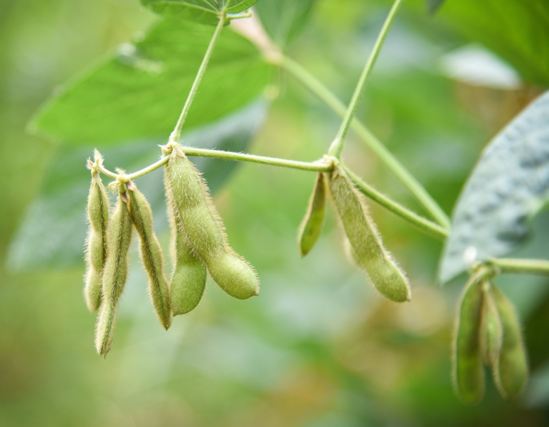 RIPEproject's tweet photo. Why are soybean pods and seeds green?

Hold onto your edamame – Illinois researchers have the answer!

Spoiler: They are crucial to the plant’s photosynthetic process.

@PlantPhys Journal article: https://t.co/jd2dOePqc8
News release: https://t.co/JNP2G7p98r https://t.co/mshlDvXF69