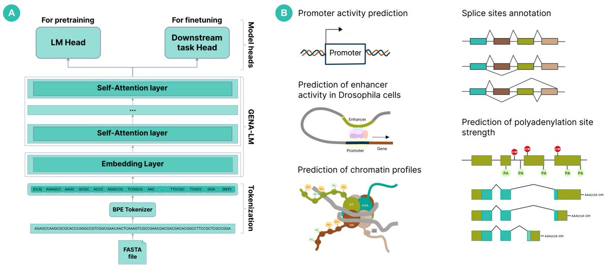 Happy to share bioxriv preprint biorxiv.org/content/10.110… describing our new transformer models GENA-LM that can handle large genomic sequences up to 36 kb! Match or surpass previous models! Access on GH github.com/AIRI-Institute… &amp; HF huggingface.co/AIRI-Institute #AI #Genomics
1/n