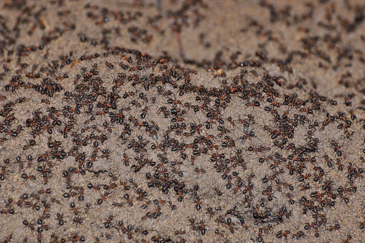 🐜 On the occasion of #InsectWeek23, a story on cannibal #ants trapped in a bunker: blog.pensoft.net/2019/11/04/stu…

📄 Based on this study that we published a while ago: doi.org/10.3897/jhr.72…

@insectweek @RoyEntSoc @Buzz_dont_tweet @EntsocAmerica @InsectNews