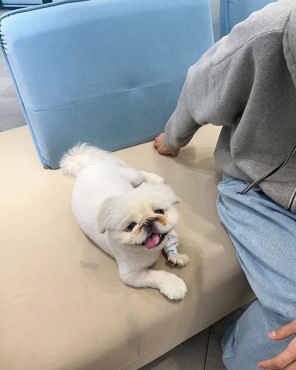dabitna_'s tweet photo. 230614 pu_star ig update

"Puding has discharged from hospital ㅜㅜ you've worked hard.. Our seal was so brave and did well 😭

(It was decided not to do surgery and proceed w/ medication &amp; rehab, thanks for your concern)"

Uwah glad that Puding is getting better 🥹🫶
#MONT #몬트 https://t.co/nEmsV3UdBW