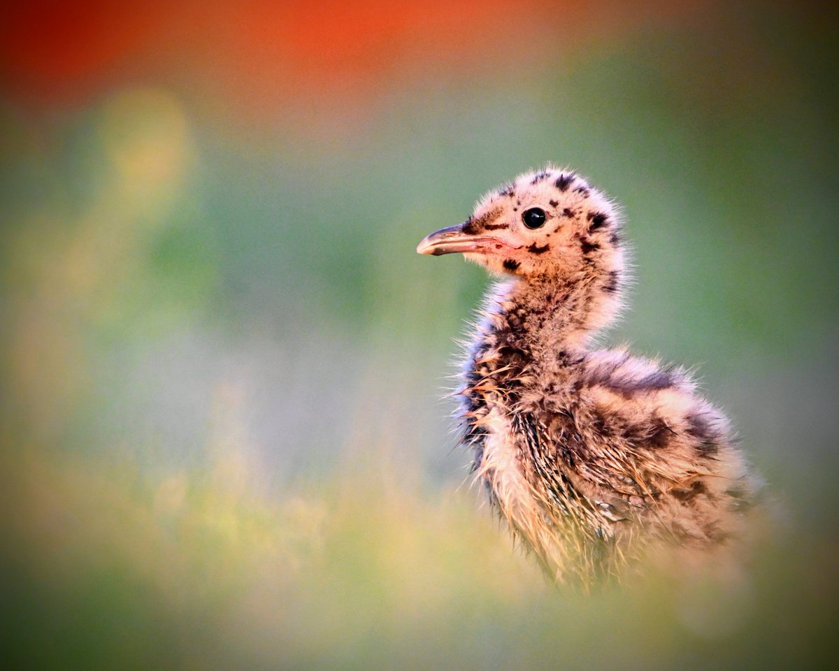 C.U.T.E. 😍🧡🥰

Baby Common Gull in her #Cheetah PJs 🐆 

#birds #bird #birding #birdwatching #BirdsofTwitter #BirdTwitter #birdphotography #NaturePhotography #wildlife #wildlifephotography #WildlifeWednesday #BBCWildlifePOTD #ThePhotoHour #APPicoftheWeek #photooftheday #POTD