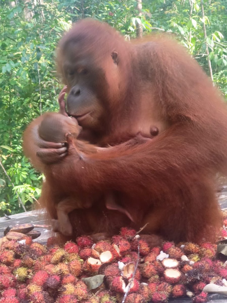 New #orangutan baby at Camp Leakey! Here mother is kissing her infant born last week.