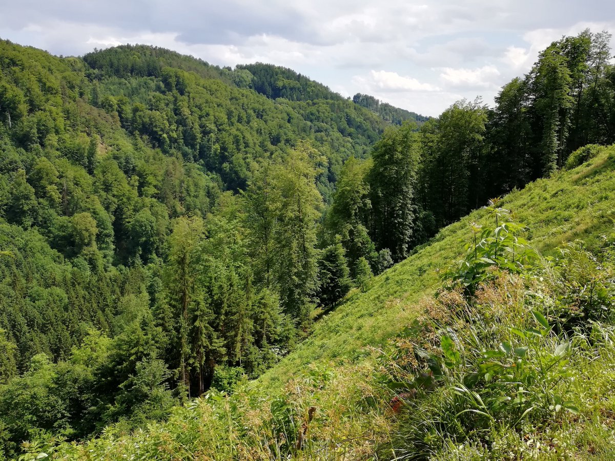 Rupert Seidl (@rupertseidl) on Twitter photo We've just launched a massive field campaign to better understand the resilience of Europe's forests to disturbance, conducting a coordinated survey of recently disturbed sites in 9 countries. Joint effort of the wonderful folks <a href="/edfm_tum/">Ecosystem Dynamics and Forest Management TU Munich</a>, with help of <a href="/THlasny/">Tomáš Hlásny</a> and <a href="/JMSerraDiaz/">JM (Pep) Serra-Diaz</a>. We've just launched a massive field campaign to better understand the resilience of Europe's forests to disturbance, conducting a coordinated survey of recently disturbed sites in 9 countries. Joint effort of the wonderful folks <a href="/edfm_tum/">Ecosystem Dynamics and Forest Management TU Munich</a>, with help of <a href="/THlasny/">Tomáš Hlásny</a> and <a href="/JMSerraDiaz/">JM (Pep) Serra-Diaz</a>.