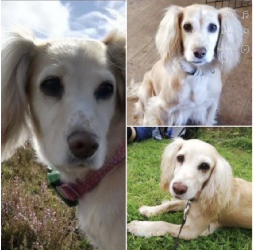#SpanielHour RUBY lost on #SpauntonMoor above #Thorgill #YO62 30/8/22 RUBYS TRACTIVE DEVICE STOPPED WORKING THAT DAY EVEN THOUGH HAD WORKED THE WEEK EARLIER IN SAME AREA Chipped/Spayed doglost.co.uk/dog-blog.php?d… @thomp918 @juliagarland73 @HunnyJax @bs2510 @JacquiSaid