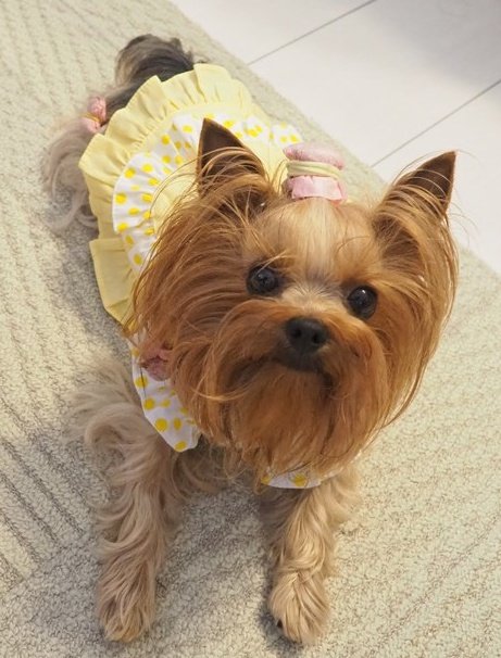 体調がすぐれず　ママさん１日の半分以上ベッドの上の生活が続いてます

起きてる時間は　エンジェルと過ごすように頑張ってるけど　毎日　全力で飛び込んでくる子に　弾き飛ばされて青タンだらけです🤣
#甘えん坊天使は黄色のワンピースに満足顔 
#ヨーキー #ヨークシャーテリア