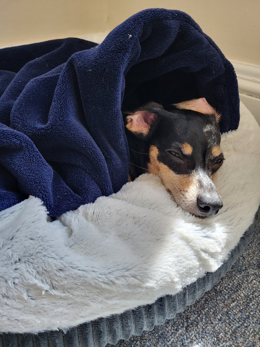 I, too, would like to be taking a nap #DogsOfTaxTwitter #officedogs #dachshundsoftwitter