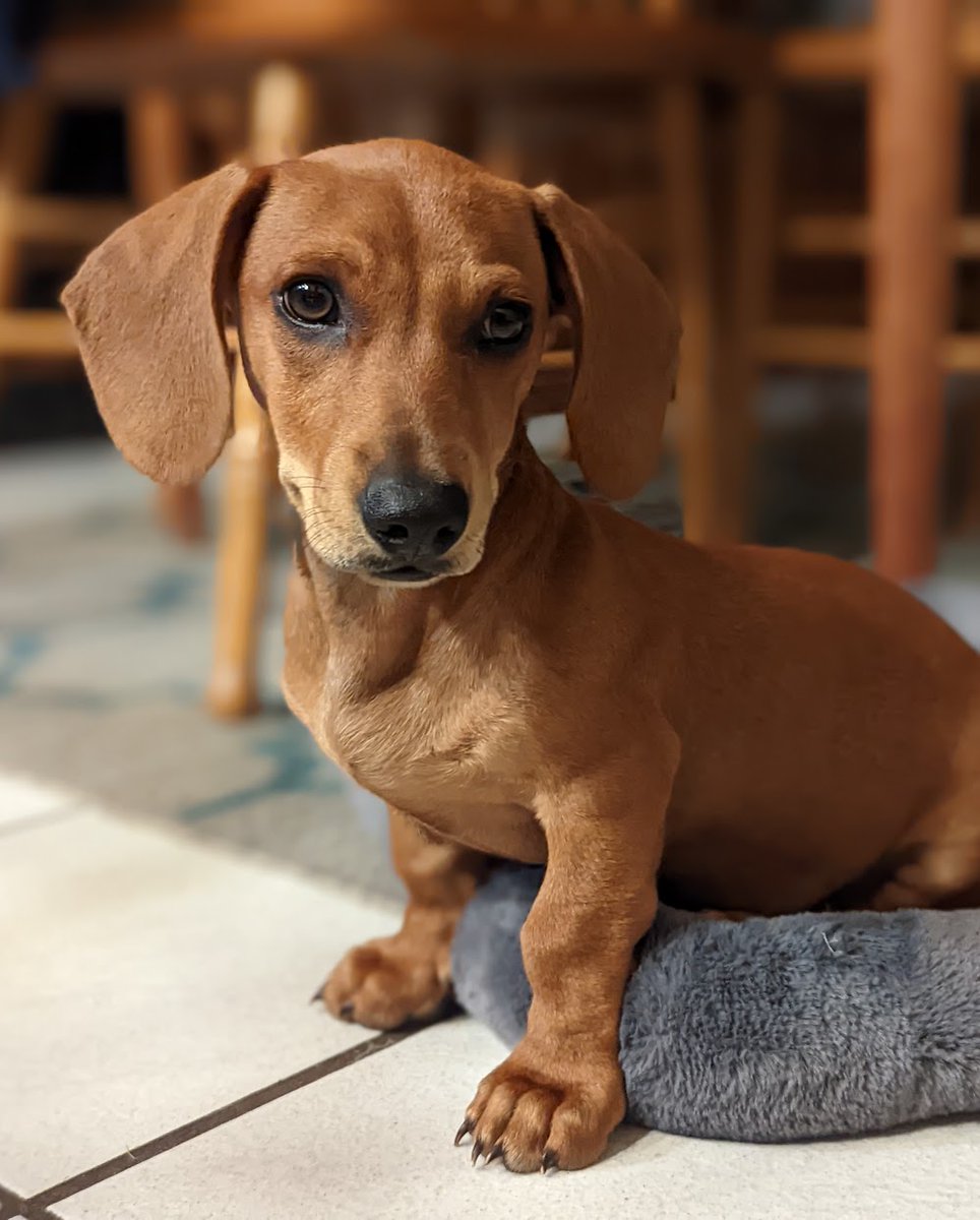 sierra_division's tweet photo. Meet the Sierra Doggo's Division. They're there for us through thick and thin. While we are working hard to create our cool art, they're hardly working and we absolutely love them for it. Thank you for making our pixels wag and our polygons bark with life! πΎπ¨ #DogsofSD https://t.co/qcZy8GpcL4
