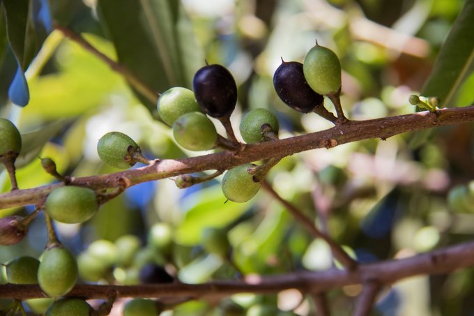 FenixCanarias's tweet photo. ¿Conoces todas las frutas silvestres canarias?
Te sorprenderás al descubrir la increíble variedad de frutos que se comían en las islas mucho antes de la introducción de otros cultivos 🍌
HILO 🧵 https://t.co/QAsR5MhIUz