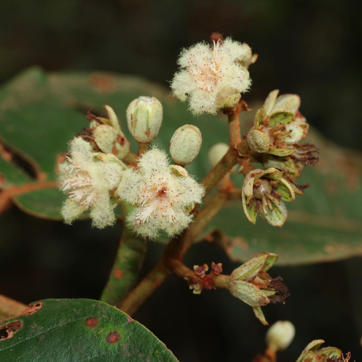 jason_nge's tweet photo. Vismia macrophylla (#Hypericaceae) flowering in the riverine forests of Cuyabeno, Ecuador. Id by @AJ_PerezC 
#Vismia #VismiaMacrophylla #rainforest #EcuadorianFlora #AmazonRainforest #AmazonFlora #Neotropics #NeotropicalFlora #TropicalRainforest #biodiversityhotspot #botany https://t.co/I3JZMnanxJ