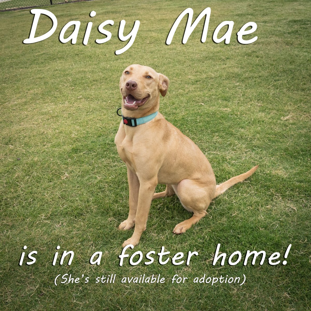 Daisy Mae is now in a foster home! She's still available for adoption, so if you'd like to meet and adopt this sweet girl, email the foster at ckostik27@gmail.com.

#AndersonCountyPAWS #adoptatPAWS #adopt #foster #rescue #southcarolina #adoptables #adoptadog #shelterdog