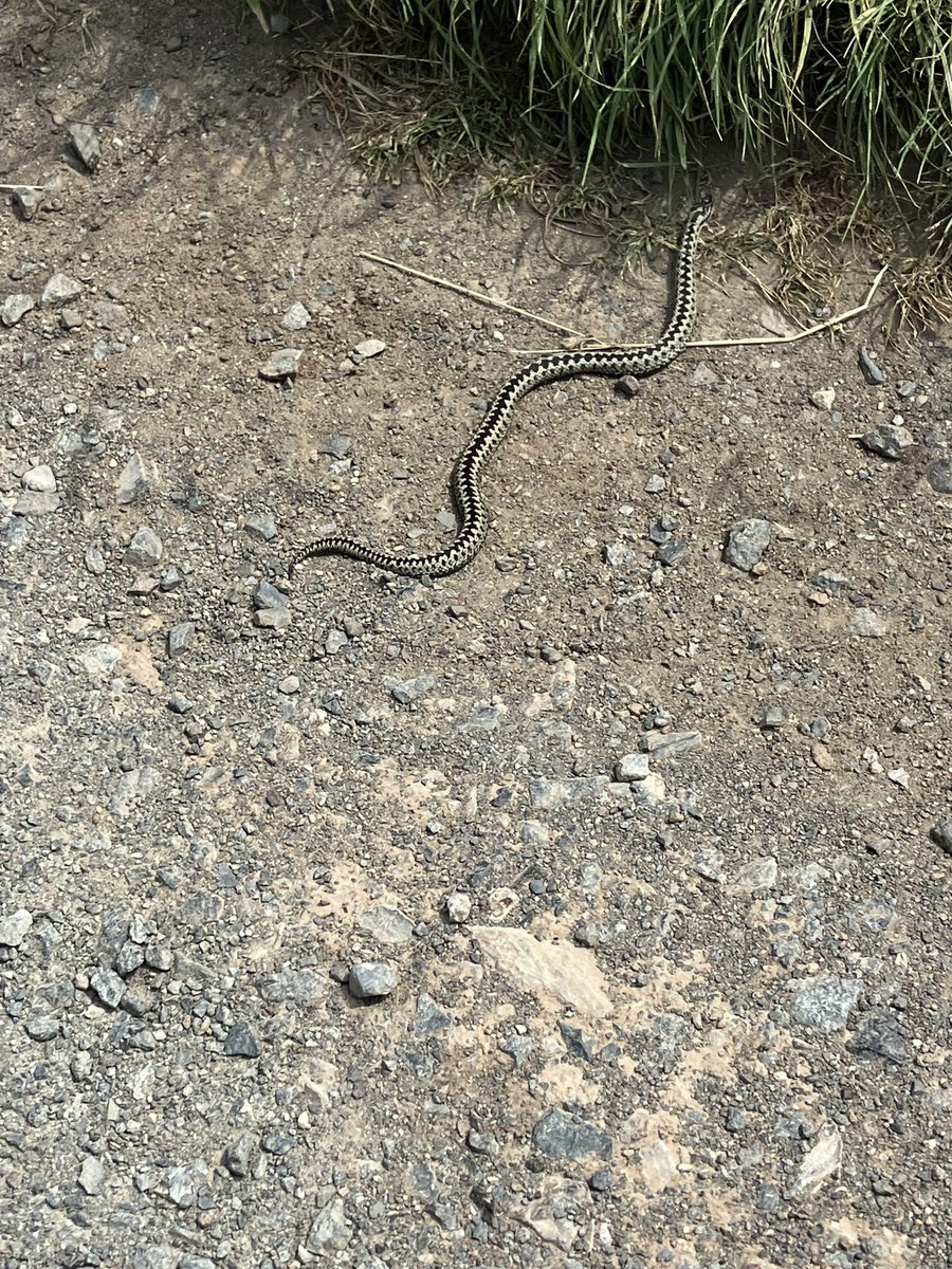 BeverleyMBell's tweet photo. Adder seen on the long walk at Kynance Cove #Cornwall #Springwatch https://t.co/kvygZXz9Yx