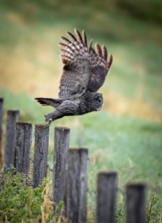 StayInJasper's tweet image. Thinking about #takingoff for a #stayinjasper don't wait! Visit stayinjasper.com and Last Minute Vacancies. Email (form currently not working) the host directly for inquiries. #canadianrockies #wildlifephotography PC Edward Lebron NY
