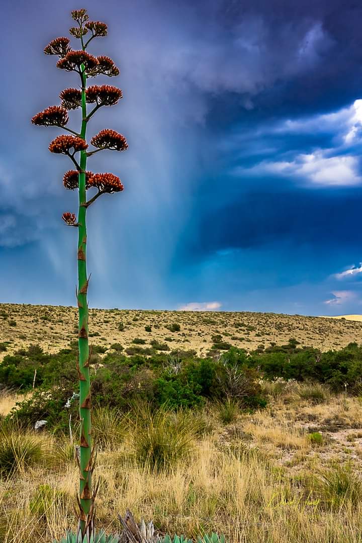 Parry's Agave 
Guadalupe Mountains NP
Canon R5
f/5.6
1/160 second
ISO 100
30mm