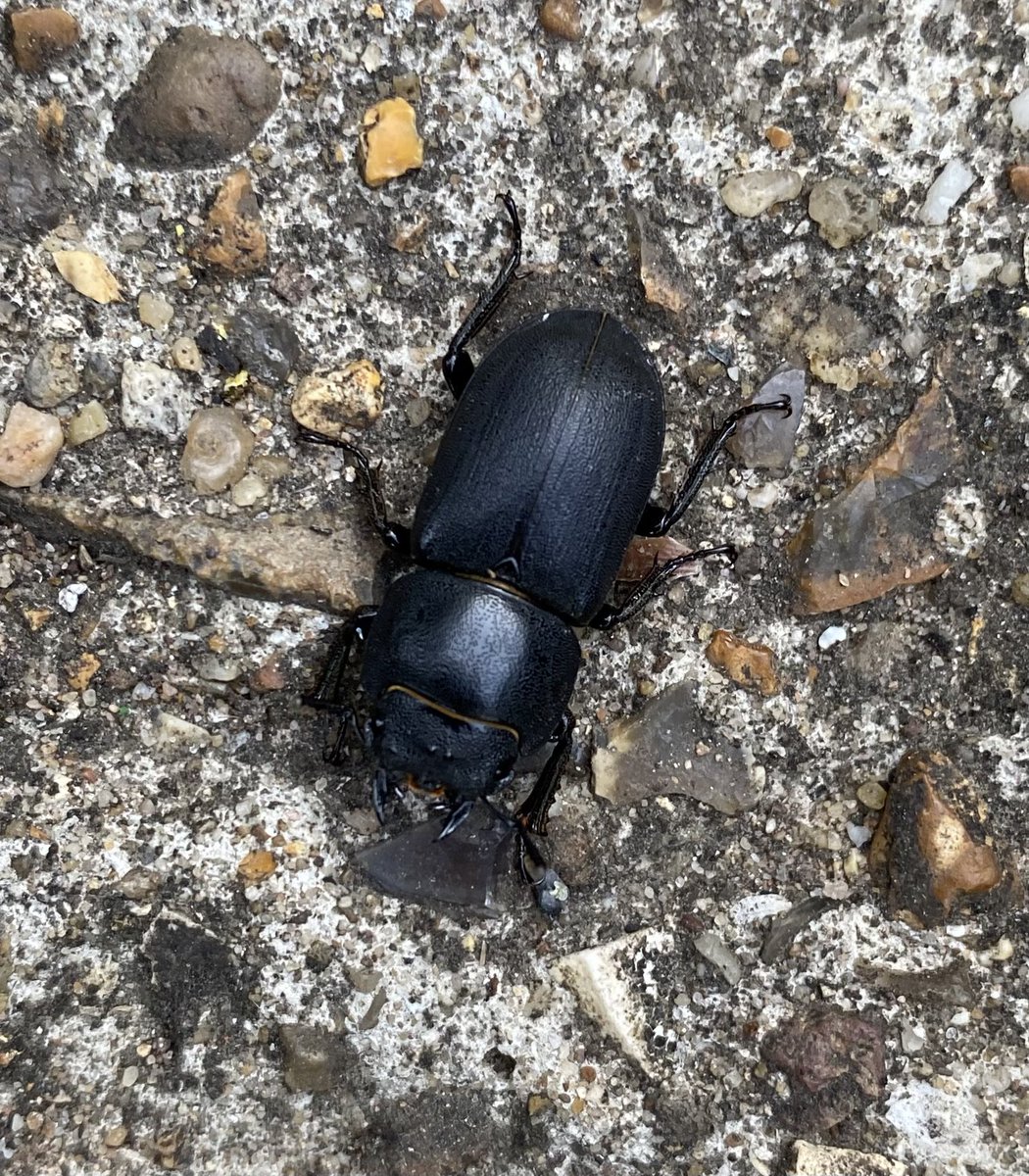 catpat2017's tweet photo. Had this very welcome visitor to our garden this evening #lesserstagbeetle @Buzz_dont_tweet https://t.co/JQqo0hdduO