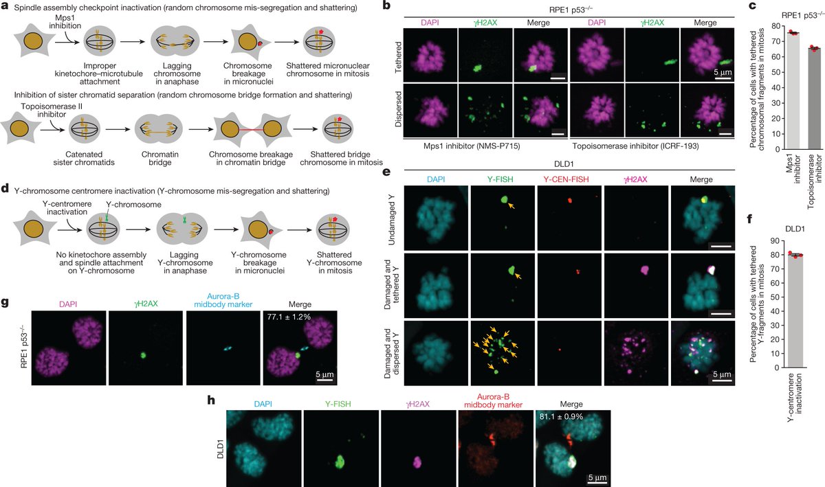 I'm thrilled to share my postdoctoral work from the Cleveland lab, where we discovered how shattered micronuclear chromosome fragments are transmitted en masse to daughter cells, enabling the formation of rearranged chromosomes.
nature.com/articles/s4158…