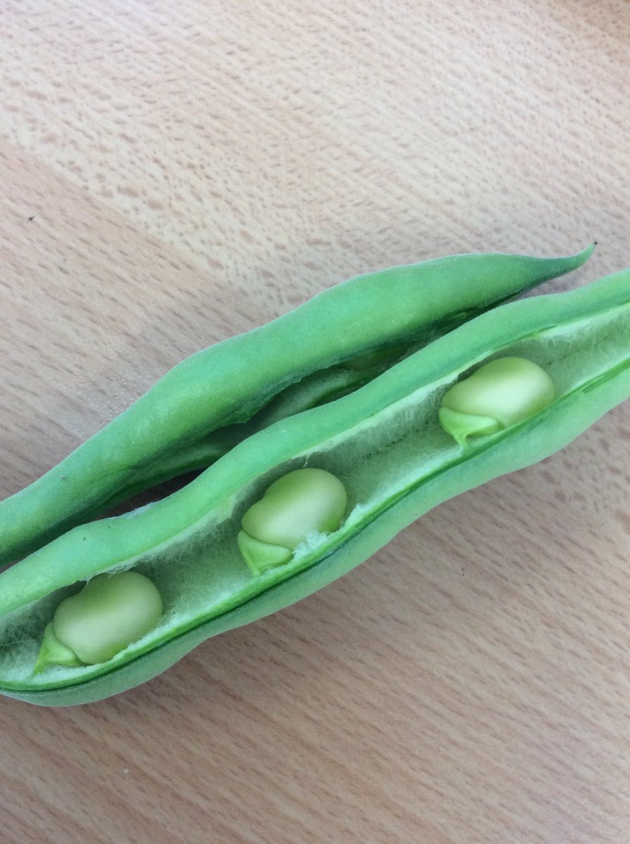 St Oswald's Catholic Primary School tweet media