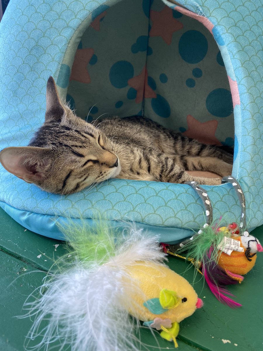 Juliana Mejia tweet media