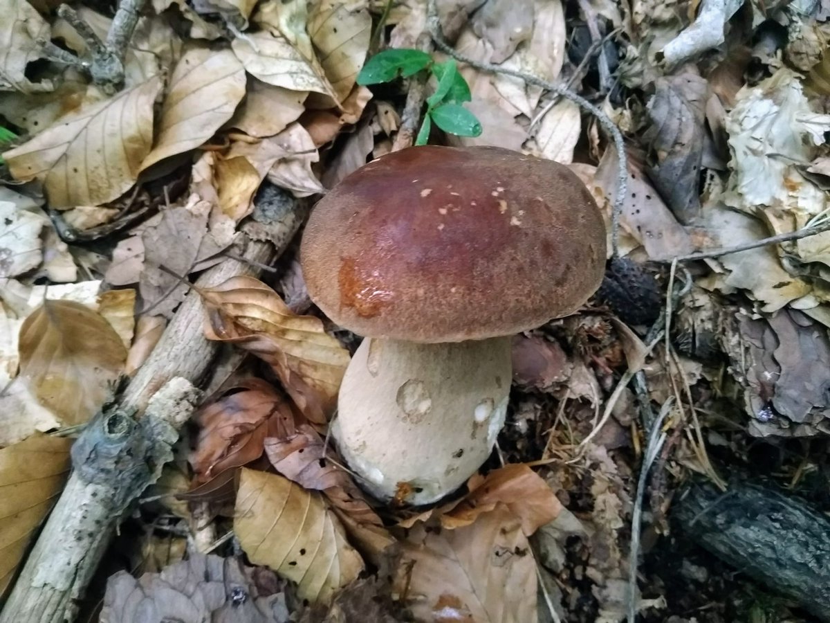 miha_simnovec's tweet photo. The first one in 2023 🍄🙂
#goba #jurček #goban #mushroom #pilz #steinpilz #sieni #nature #luonto #wald #gozd #metsa #forrest #Slovenia https://t.co/9vNvrrNYaJ