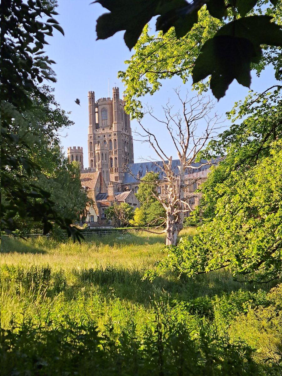ladabba (@ladabbabrooke) on Twitter photo Just a bird, a cathedral, and some treeage #Ely Just a bird, a cathedral, and some treeage #Ely