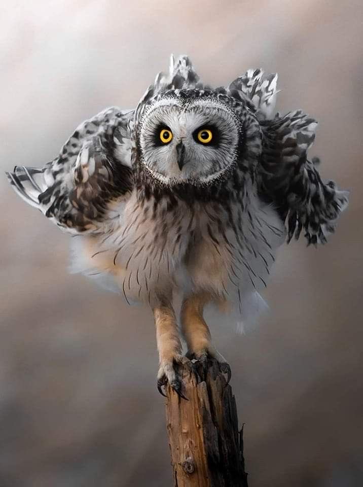 Goodnight dear friends !
#photos #photography #night #owls