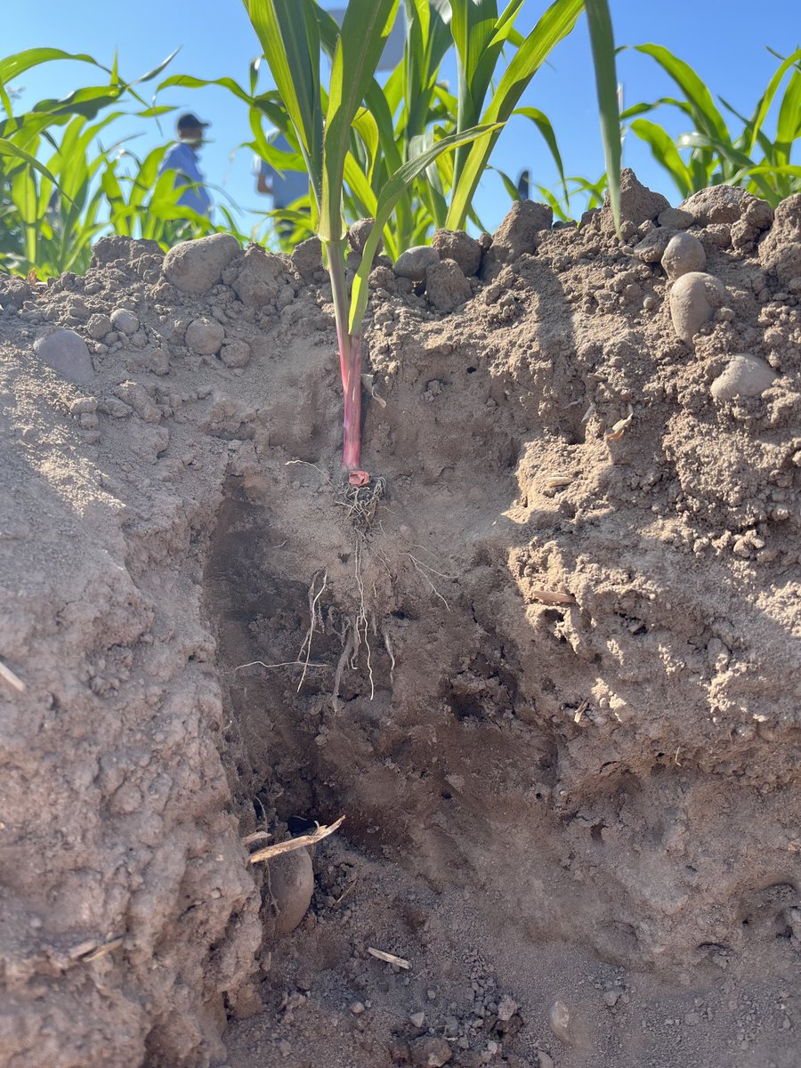 Agri-TechE (@agri_tech_e) on Twitter photo In our Happy Place, the <a href="/niabgroup/">Niab</a> Soil Pit <a href="/CerealsEvent/">Cereals Event</a>. Seeing what goes on below the surface reveals the impact of different crops on soil structure. Cover crops, herbal leys and cereals all influence soils in different ways. Thanks <a href="/Lydiamjsmith/">Lydia Smith</a>! In our Happy Place, the <a href="/niabgroup/">Niab</a> Soil Pit <a href="/CerealsEvent/">Cereals Event</a>. Seeing what goes on below the surface reveals the impact of different crops on soil structure. Cover crops, herbal leys and cereals all influence soils in different ways. Thanks <a href="/Lydiamjsmith/">Lydia Smith</a>!